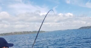 Great fishing at Cork Harbour from shore and afloat In a fish