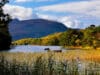 A few salmon from the Laune and Lakes at Killarney Killarney Lake