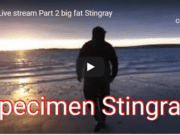 Kerry stinger for Chris O’Sullivan stingray video