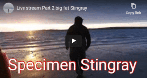 Kerry stinger for Chris O’Sullivan stingray video