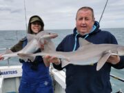 Specimen Tope & Hounds abound in Wicklow