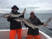 Book a trip on the Clare Dragoon