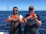 Big mackerel makes for good fishing on the reefs in Clare