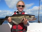Jigging for pollack – Amy’s Fishing Adventures Amy with one of her pollack