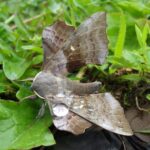 Lough Sheelin’s Poplar Hawk-moth