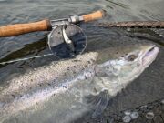 Mount Falcon reports best week’s fishing since 2010!