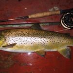 No complaints here – a beautiful 61cm trout (5lbs 11ozs) caught by James Casey on July 13th 2020