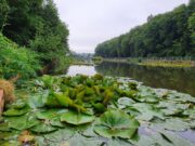 Coarse fishing round up