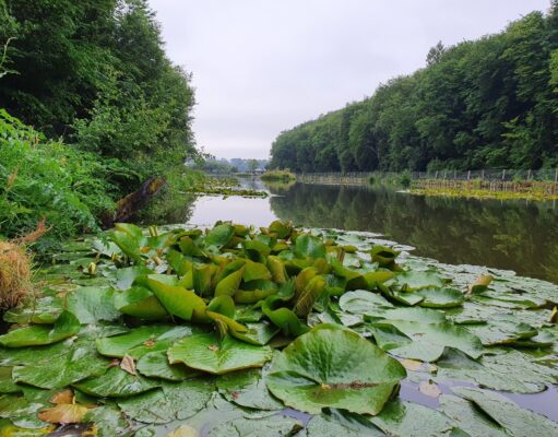 Coarse fishing round up