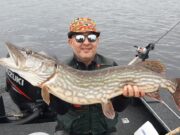 108cm pike on perch lure for Derg anglers 108cm pike