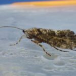 Sheelin’s Peter – Agrypnia varia