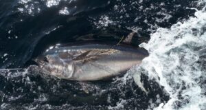 tagged bluefin tuna about to be released