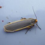 The Common Footman