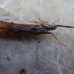 The cream of the crop – Lough Sheelin’s sedges
