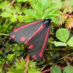 The weirdly beauty – a Cinnabar