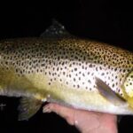 The witching hour – a trout of over 5lbs