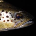 Trout with a buzzer eyelash