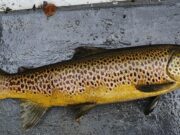 Sedge and mayfly get fish feeding on Lough Corrib
