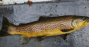 Sedge and mayfly get fish feeding on Lough Corrib