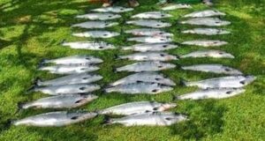 Inland fisheries Ireland seize illegal nets and fish caught at sea salmon seized 13.07.20