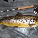 sedge fish