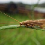 sedge on grass