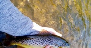 Low water means stealthy tactics on the Nore