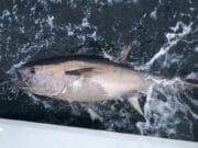 Irish Angling Update – 07 August 2020