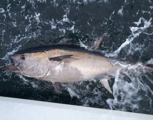 Irish Angling Update – 07 August 2020