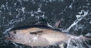 Wild Atlantic Angling for bluefin tuna on the Wild Atlantic Way Bluefin tuna