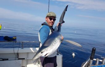 Great blue shark fishing out of Courtmacsherry