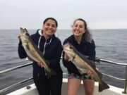 Clare coast charter boats getting good ground fishing and sharks A fine pair of pollack from a Clare coast reef on the Clare Dragoon