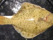 Huge number of fish for Killybegs Mariners at Rossnowlagh 38cm flounder for Johnny