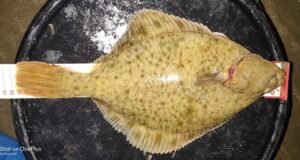 38cm flounder for Johnny