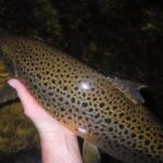 54cm of perfection caught on a dry Peter Sedge