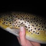 A Peter fish