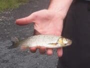 Chub an Invasive Species confirmed on the River Inny Chub River Inny June 2020