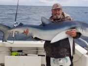 Up to 22 blue shark a day on Silver Dawn, inshore fishing steady Daniel with one of several fine Blues amongst a catch of 22 on Silver Dawn.