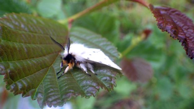 Lough Sheelin's Muslin moth