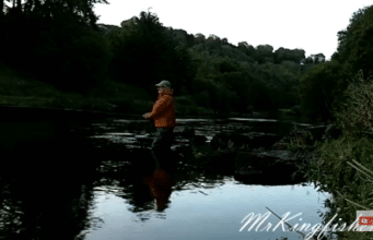 Salmon on the surface for Mr Kingfisher