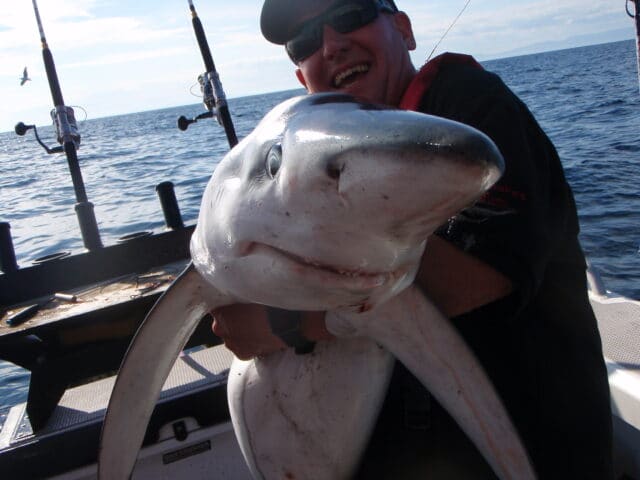 Blue shark