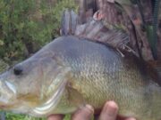 Big perch reported from midlands river