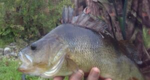 Big perch reported from midlands river