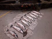 Inland fisheries Ireland Officers seize boat, illegal net and salmon on the tidal River Suir