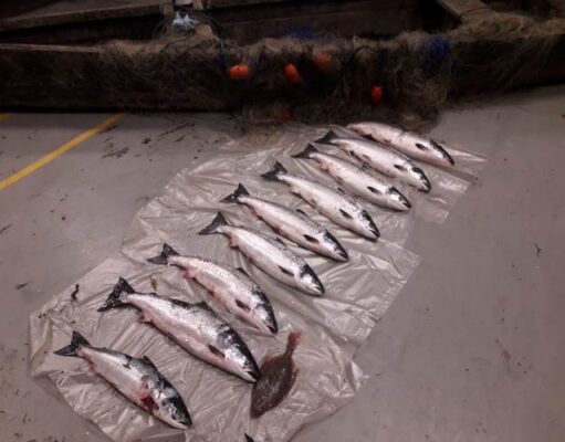 Inland fisheries Ireland Officers seize boat, illegal net and salmon on the tidal River Suir