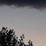 Sedges – August 2nd
