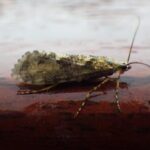 Sheelin’s peter – Agrypnia varia
