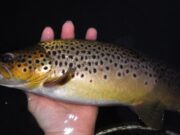 Francis picks up where Ellen leaves off as Sheelin anglers move to late season tactics The future in the palm of a hand