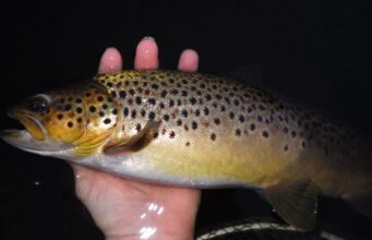 Francis picks up where Ellen leaves off as Sheelin anglers move to late season tactics The future in the palm of a hand