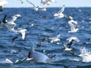 birds and whales feeding off Courtmacsherry